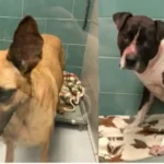 Hunde, die Jacqueline Durand angegriffen haben