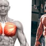 Wie man mit leichten Gewichten eine größere Brust bekommt (Möglich)