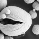 Eisenpulver – eine neue Art, grüne Energie zu speichern