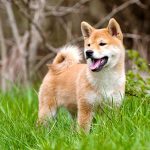 Shiba-Inu-puppy-standing-outdoors