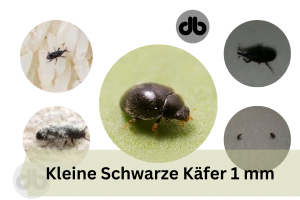 Kleine Schwarze Käfer 1 mm