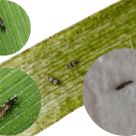 Kleine schwarze Insekten wie Striche