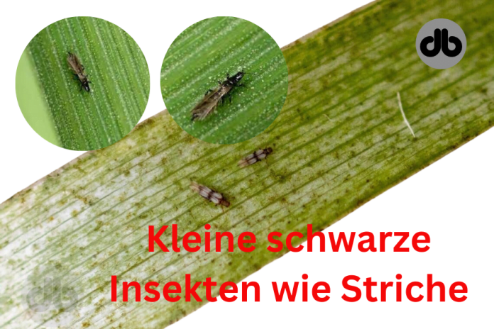 Kleine schwarze Insekten wie Striche