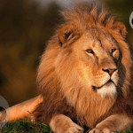 löwe entflohen in berlin was tun, wenn man die großkatze findet