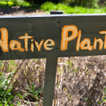 Native Plants