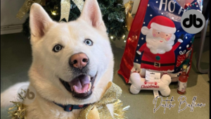 Akita-Hund Kato findet sein neues Zuhause