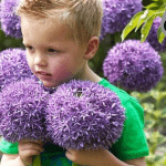 Allium-Zwiebeln in Deutschland anbauen