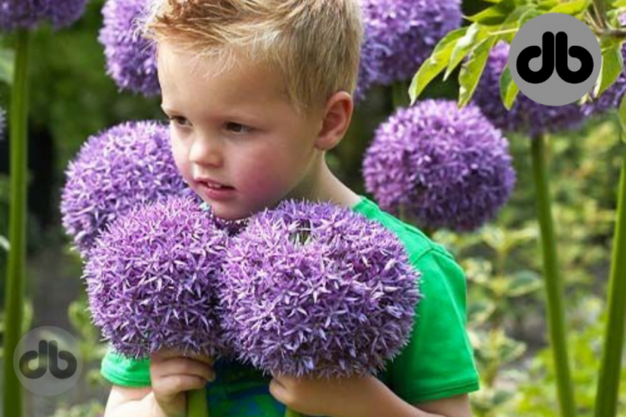 Allium-Zwiebeln in Deutschland anbauen