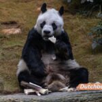 An An, der älteste Große Panda der Welt in Gefangenschaft, stirbt im Alter von 35 Jahren