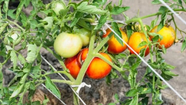 Bekämpfung von Tomatenbohrwürmern Die getarnte Bedrohung der Natur