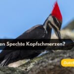 Bekommen Spechte Kopfschmerzen