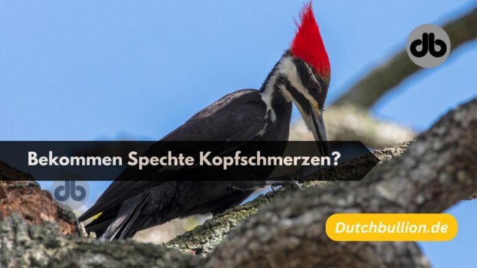 Bekommen Spechte Kopfschmerzen