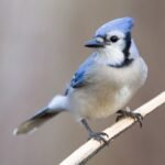 Blue Jay