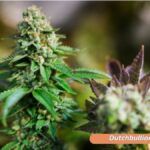 Cannabis-Legalisierung in Deutschland (1)