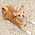 Chihuahua-auf-Teppich-zu-Hause