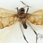 Das Geheimnis der alten Grillen