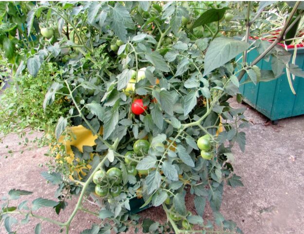 Der Umgang mit kranken Blättern Ein häufiges Tomatenproblem