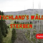 Deutschland’s Wälder Sterben