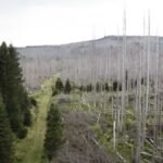 Deutschlands-Waelder-im-Wandel-1