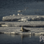 Die Arktis steht im Feuer