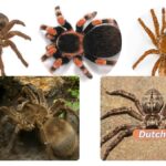 Die Größte Spinne Der Welt