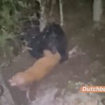 Die grausame Begegnung eines Schwarzbären und eines Rehs