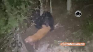 Die grausame Begegnung eines Schwarzbären und eines Rehs