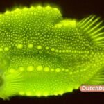 Die rätselhafte Brillanz des unbeholfenen Fisches