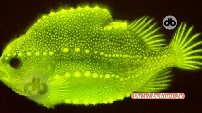 Die rätselhafte Brillanz des unbeholfenen Fisches