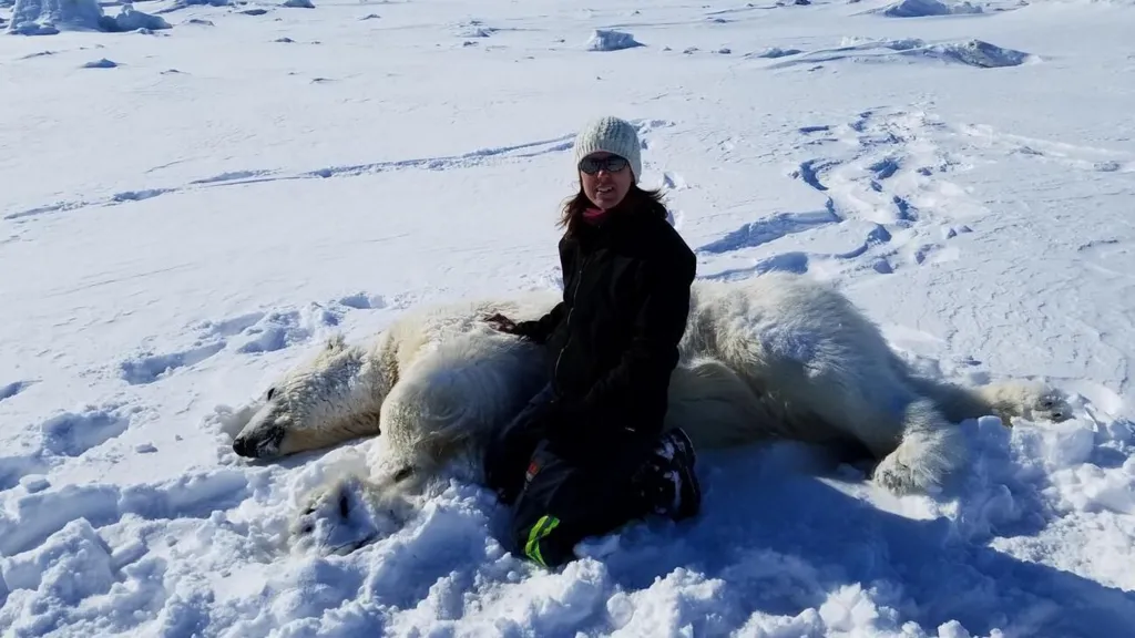 Eisbären sind in der sich erwärmenden