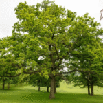 Du pflanzt Bäume ganz falsch