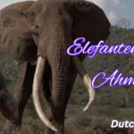 Elefantenbulle-Ahmed