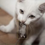 Enthuellung-der-Petvation-AI-Gesichtserkennungstuer-fuer-Haustiere