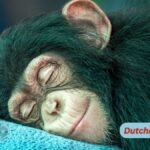 Entlarvung von 4 populären Schlafmythen und die wahren Tricks für eine bessere Erholung