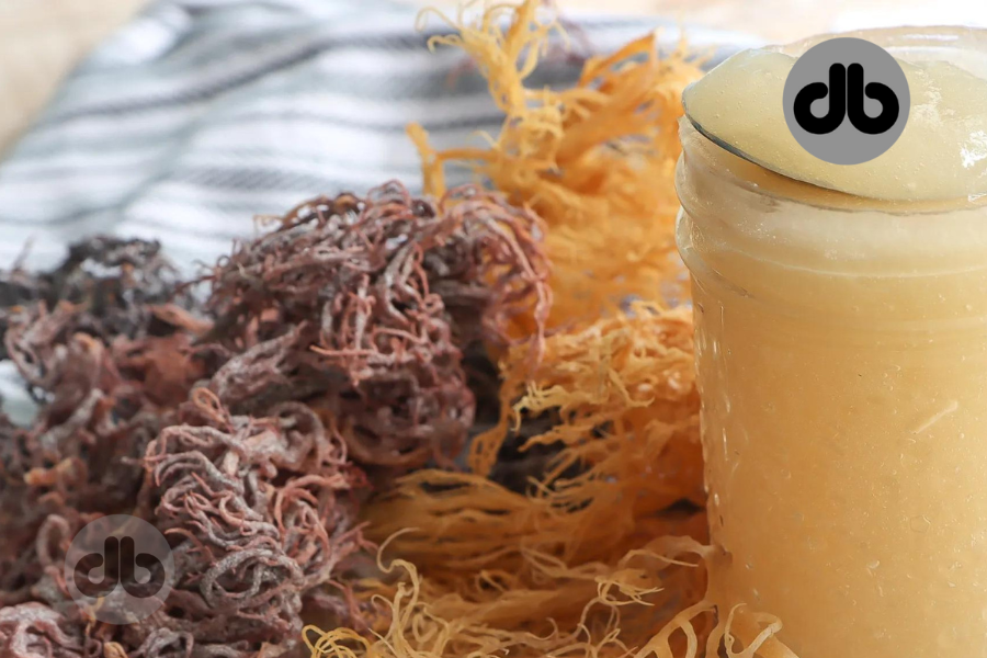 Erforschung der gesundheitlichen Vorteile von Seemoos Ein nährstoffreiches Superfood