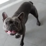 Französische Bulldogge-glücklich-lächelnd-zu-Hause-
