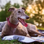 Greyhound