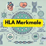 HLA Merkmale
