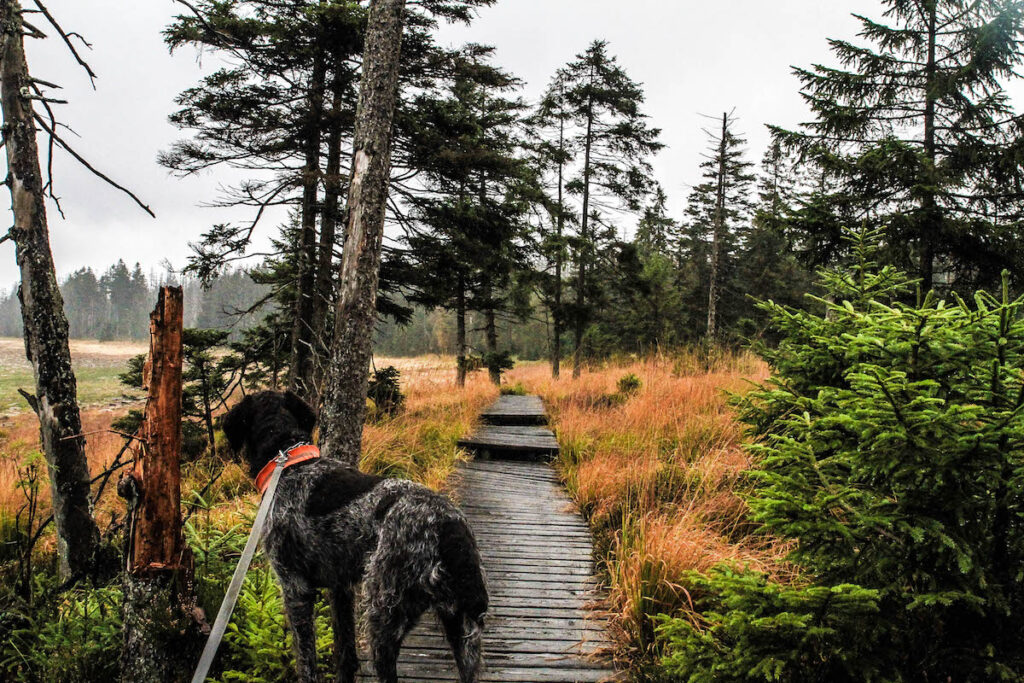 Harz Nationalpark