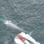 Herausforderungen beim Schutz der Blauwale