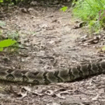 Holzklapperschlange von Tennessee