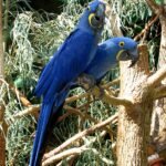 Hyacinth_Macaws_at_the_Tennessee_Aquarium