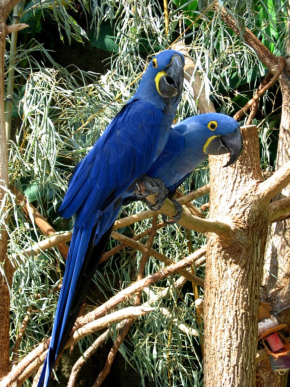 Hyacinth_Macaws_