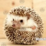 Igel
