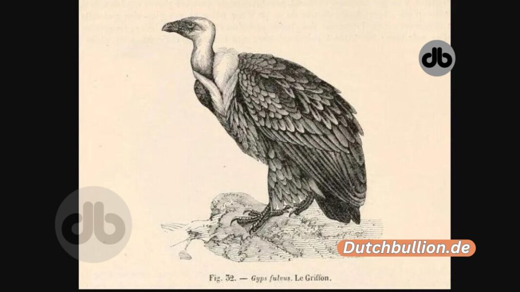 Kein Adler Falsch identifizierter Vogel ist Australiens erster fossiler Geier