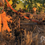 Klimawandel und Dürre