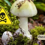 Knollenblätterpilz