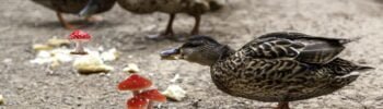 Können Enten Pilze fressen Erklärt mit Fakten