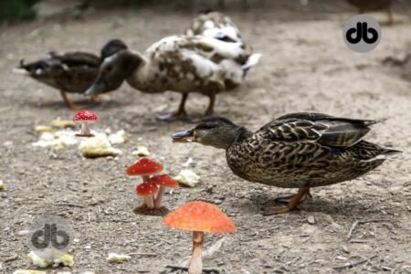 Können Enten Pilze fressen? Erklärt mit Fakten