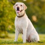 Labrador-Retriever